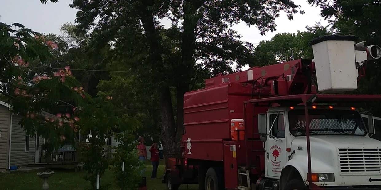 Tree Of Life Arborist Services at work