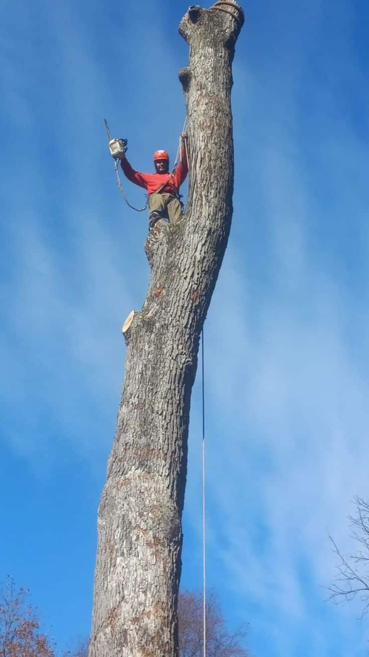 Tree Of Life Arborist Services crew