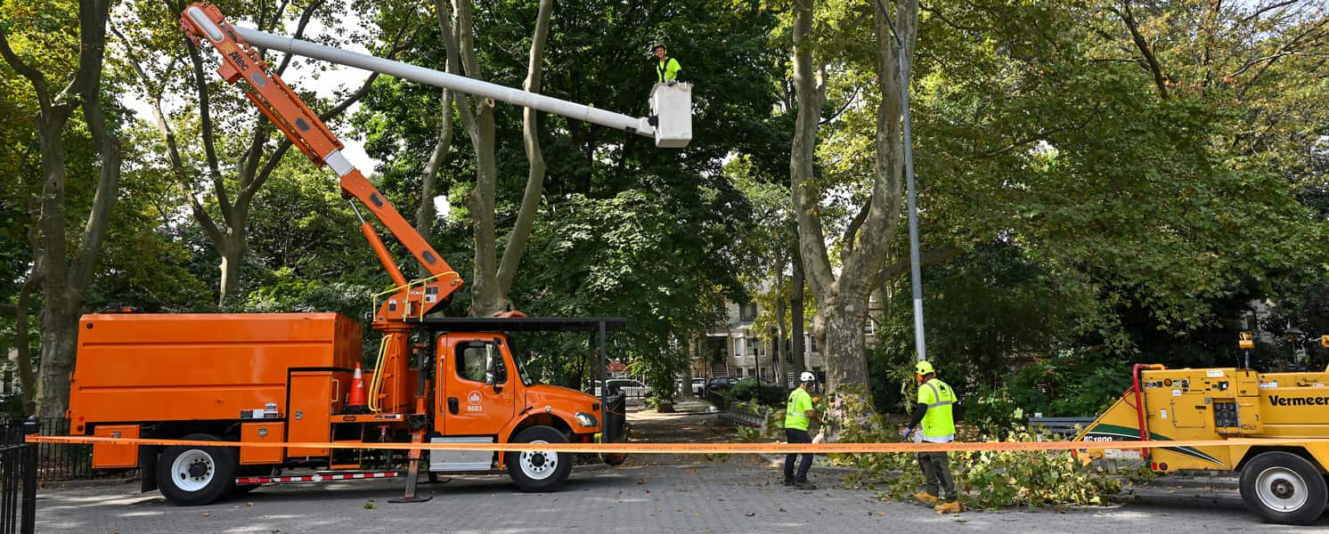Canopy Crown Cleaning and Thinning service