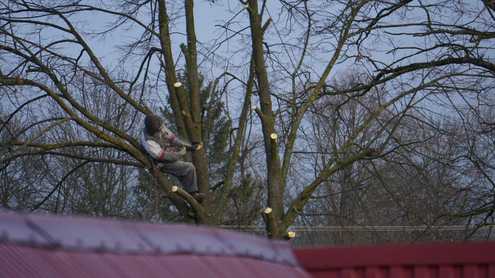 Dead Wood Pruning service
