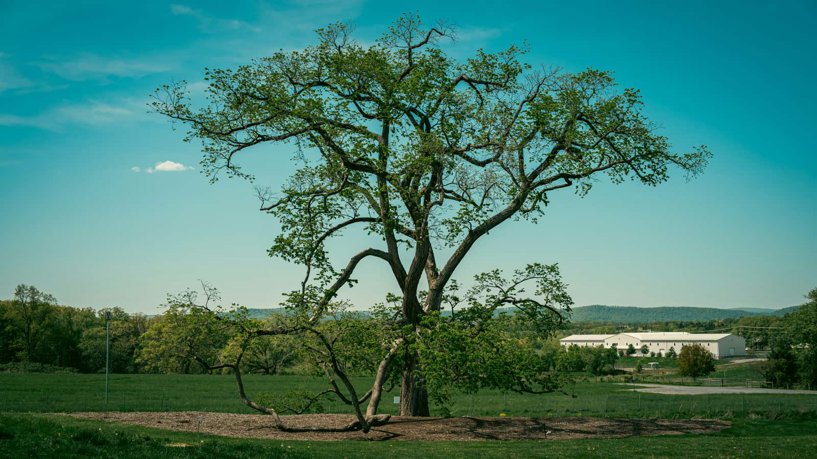 Fruit Tree Pruning service