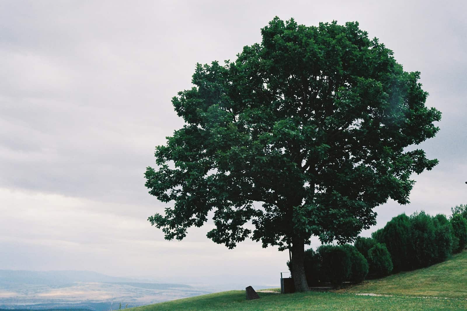 Ornamental Tree and Shrub Shearing and Shaping service