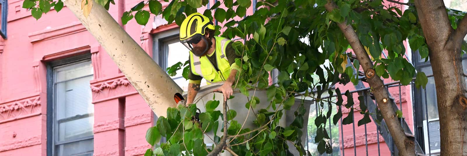Tree Crown Reductions service
