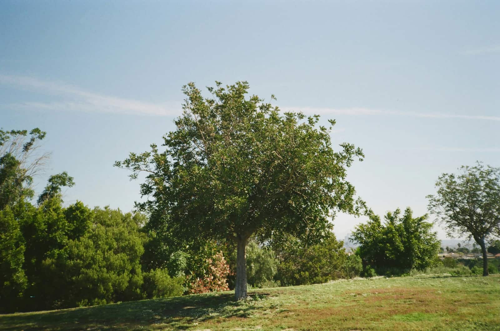 Tree Hazard and Risk Assessment service