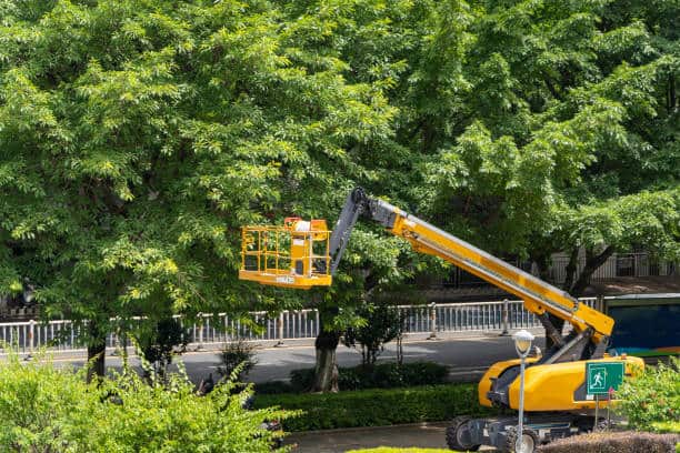 Tree Planting service